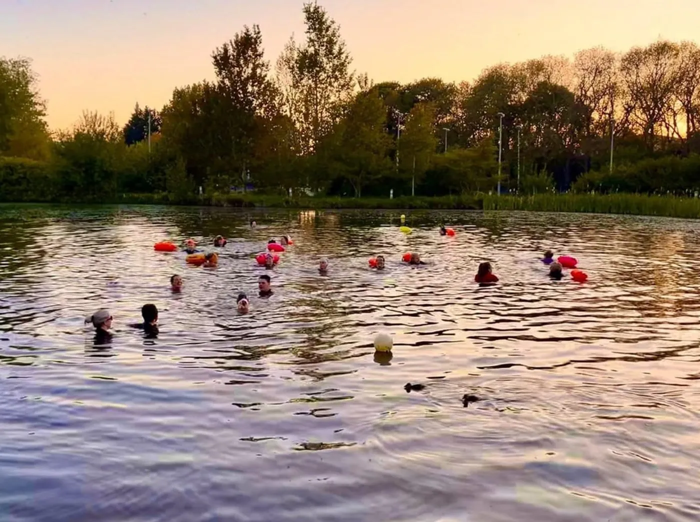 A group of swimmers with bright tow floats in the lake at sunset